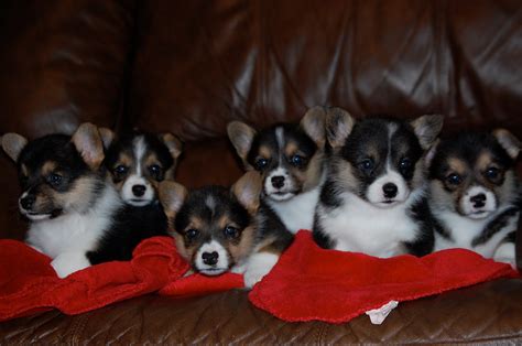 We have amaizin and beautiful welsh orgi babies for sale.age 12weeks old and are ready to go their forever homes. KA Pembroke Welsh Corgi: Puppies for Sale - $500.00