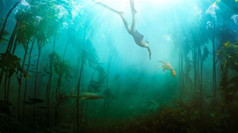 In 2010, the renowned nature filmmaker craig foster started free diving in the icy, brutal ocean waters off the western cape of south africa. Netflix's My Octopus Teacher Review: In Nature is a Friend ...