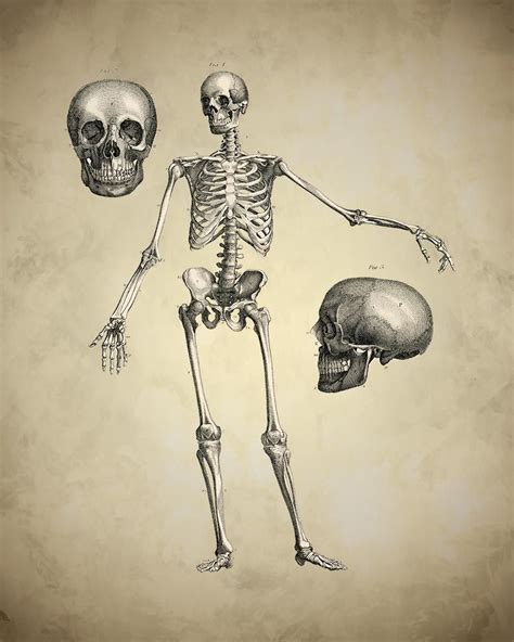 Finely Detailed View Depicting A Human Skeleton From The Front