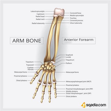 Anterior Forearm Hand Bone Body Diagram Wrist Anatomy