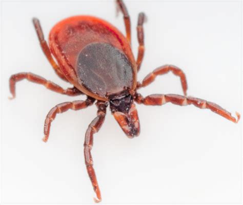 Ticks Pest Control For The Kawartha Lakes Miller Pest Control