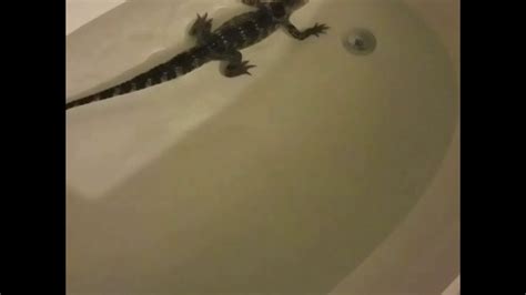 American Alligator Swimming Youtube