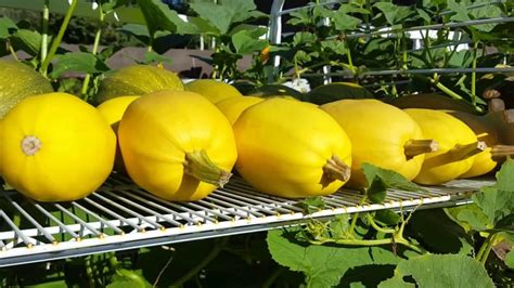 How To Harvest Harden Off And Store Spaghetti Squash Youtube