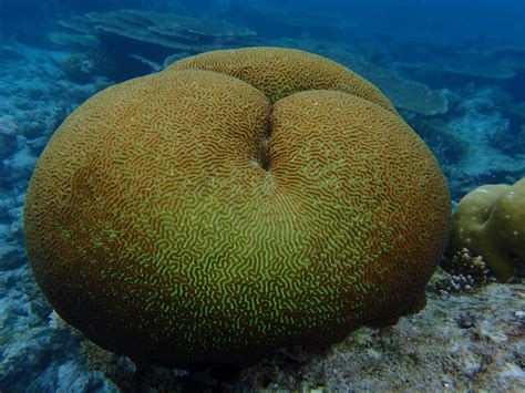 Fotos Gratis Mar Submarino Biología Arrecife De Coral