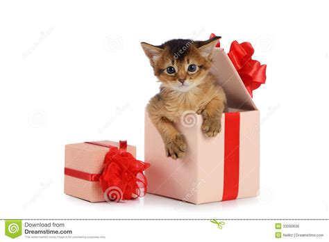 Cute Somali Kitten In A Present Box Royalty Free Stock