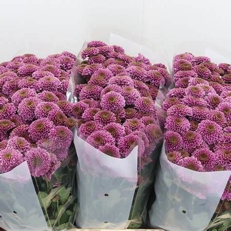 Chrysant San Doria Cm Wholesale Dutch Flowers Florist Supplies Uk