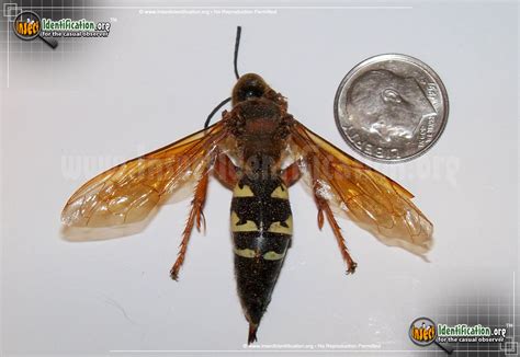 No wasp was able to synchronize with periodical cicadas because of their huge 17 year life cycle. Cicada Killer Pictures