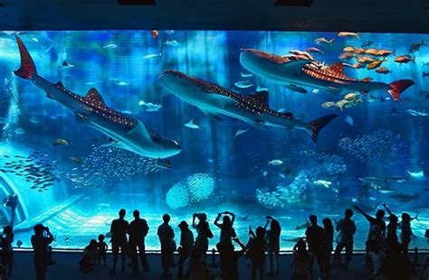 10 Largest Aquariums In The World Alter Minds