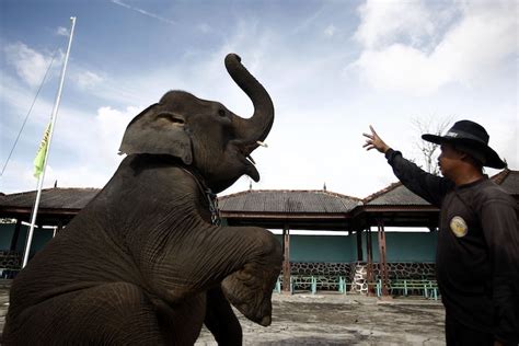 Elephant Crushes Circus Trainer In Ireland