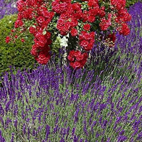 Outsidepride Lavandula Angustifolia True Lavender English Herb Garden
