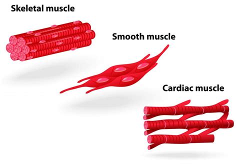 What Is The Difference Between Smooth And Skeletal Muscles