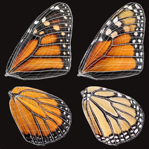 3d Monarch Butterfly Flying Pose With Fur Model 3d Molier International