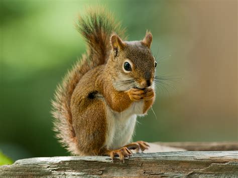Squirrel History And Some Interesting Facts