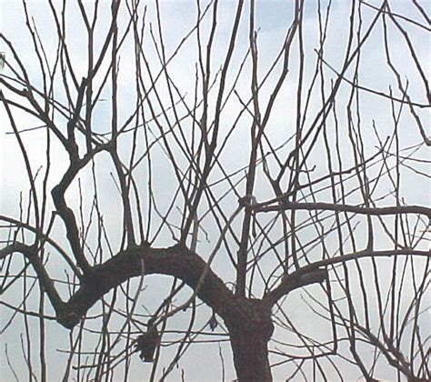 As long as the bare root trees are kept cool (38°f to 45°f) and the roots stay moist, the trees can be shipped in one of these sturdy boxes. Dormant Pruning - Deciduous Fruit Trees, Cane Berries ...
