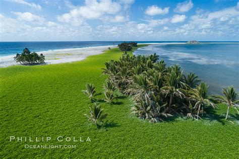 Vegetation And Coconut Palms At Clipperton Island France 32927