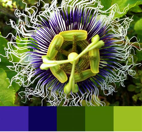 Find the color palettes for exotic fruit color for free. our passion fruit blossom | Color palette, Color, Color ...