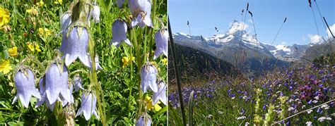 Walkers Britain Alpine Flowers A Mountain Walkers Guide