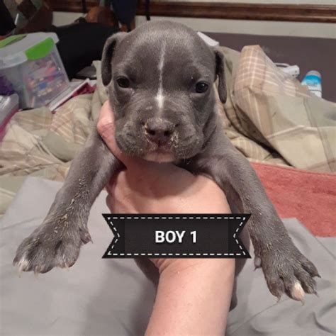Jamil pitbull home offer blue nose, red nose pitbull puppies for sale that are properly upskilled and taken proper care that makes them strong jamil pitbull home sells the best pitbull puppies near me. Best Blue Nose Pitbull Puppies for sale in McDonough ...