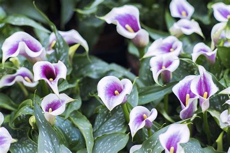 How To Winterize Calla Lilies Gardeners Path