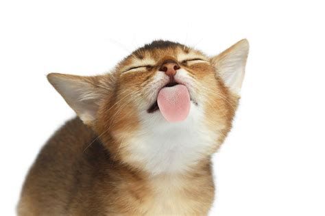 Abyssinian Kitten Licking Screen Photograph By Sergey Taran Pixels