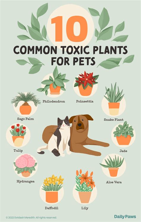 12 Pet Friendly Plants That Are Safe For Cats Daily Paws