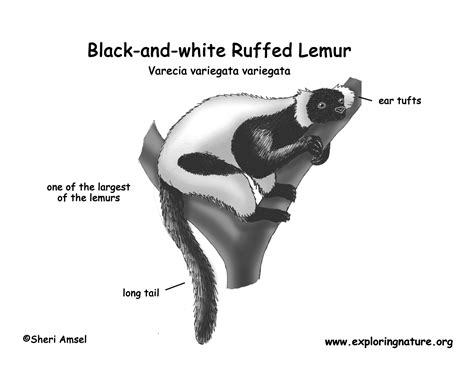 Lemur Black And White Ruffed