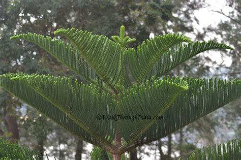 Ornamental flowering trees in india. 15 Common Ornamental Trees for Landscaping India