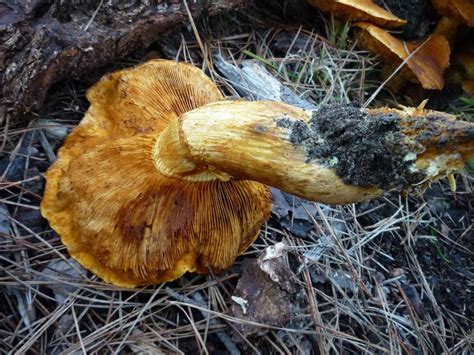 Gymnopilus Junonius And Others Pic Heavy Mushroom