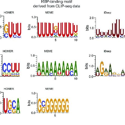 Left Protein Binding Motifs Derived From The Rna Sequences Generated Download Scientific