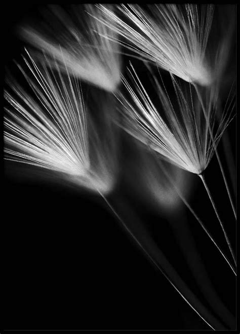 Dandelion Black And White Poster