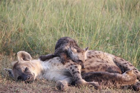 Notes From Kenya Msu Hyena Research Life Can Be Hard For A Hyena Cub