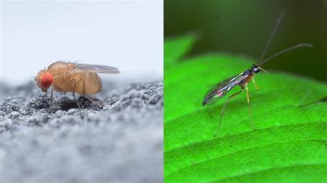 Fruit Flies Vs Gnats Whats The Difference Pestopped