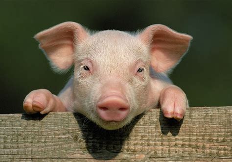 Provides free image upload and hosting integration for forums. Gambar Babi Hd : Pig Cartoon Cute Swine Illustration ...