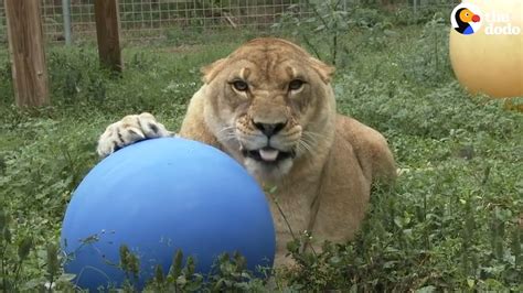 Ending the breeding, trade, use and abuse w a federal judge has granted big cat rescue's ceo carole baskin control of the g.w. Rescued Big Cats Are So Excited About Their New Toys - YouTube