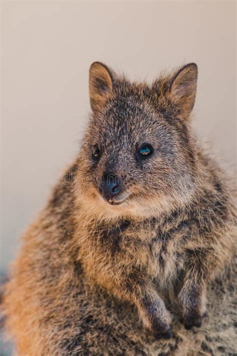 The continent has so many marsupials, it raises the question: Quokkas In Rottnest Island, A Marsupial Native Of Western ...