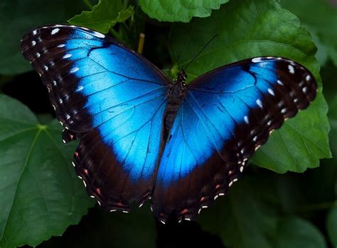Download the perfect blue morpho butterfly pictures. "Blue Morpho Butterfly" by Jenni77 | Redbubble