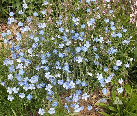 Blue Flax Linum Perenne Applewood Seed Company