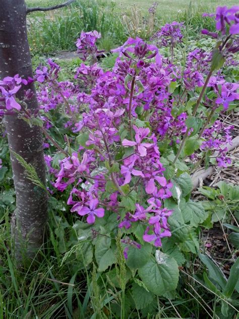 Super easy to care for. Lunaria annua Money plant, Honesty, Silver dollar Biennial ...