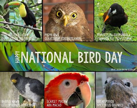Are You Part Of The Over Half A Million Avian Admirers Who Will