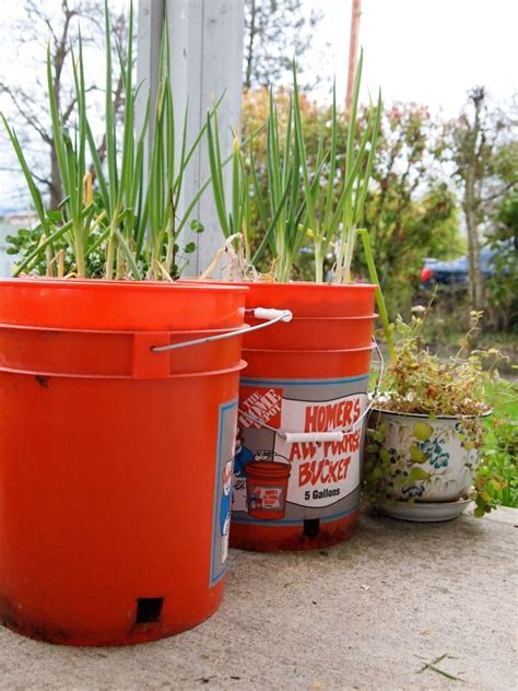 Like many of you, we knew we wanted to have a garden this year, but with limited supplies (everyone is in gardening mood this year! Remember, Winnie, remember.... | Container gardening ...
