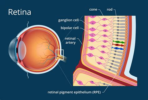 How The Retina Works Detailed Illustration Anatomía Del Ojo