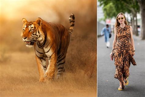 More Animal Prints To Covet The Spotlight On Tiger Prints