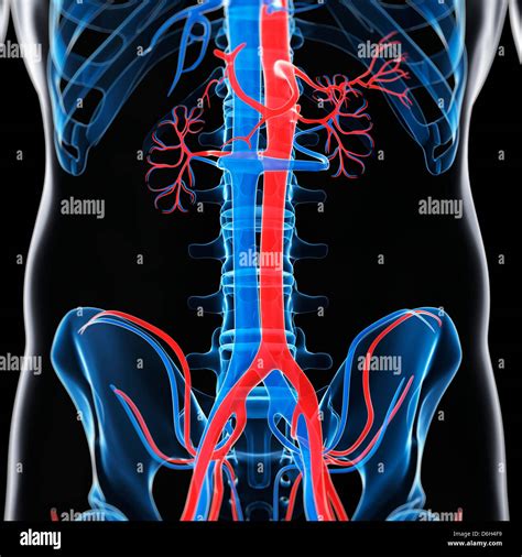 Pictures Of The Aorta And Inferior Vena Cava The Abdominal Aorta