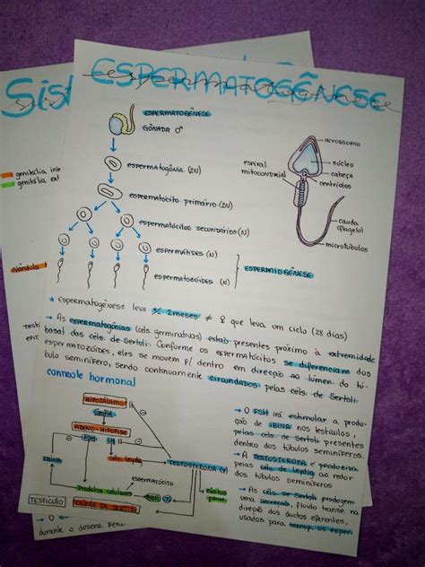 Espermatogênese Sistema Reprodutor Masculino Calendário Para