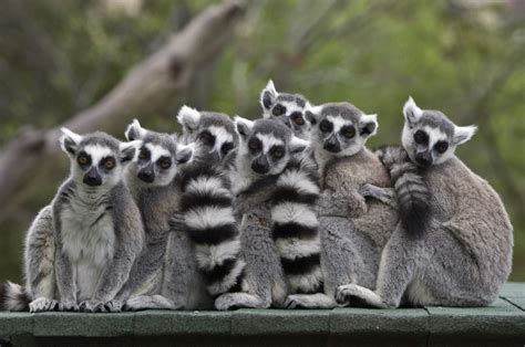 Madagascar Lemurs Could Be Extinct In Wild Within 25 Years Say Experts
