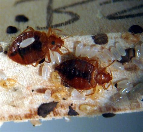 What Do Bed Bug Eggs Look Like Education