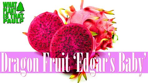 Dragon Fruit Edgars Baby Has A Sweet And Tangy Reddish Inner