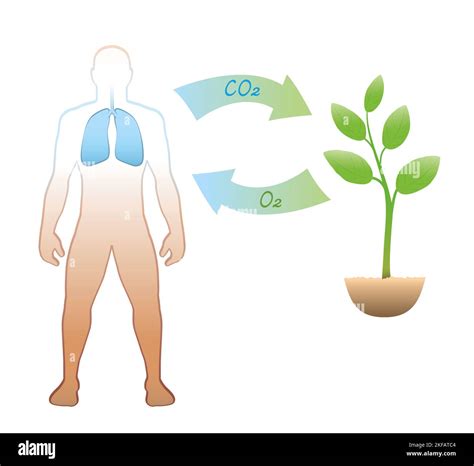 O2 And Co2 Cycle In Plants