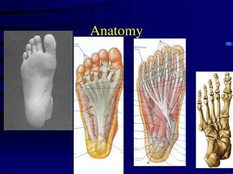 Ppt Foot And Ankle Injuries Powerpoint Presentation Free Download