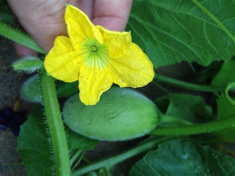 Plant Id Forum→five Point Yellow Flower Fuzzy Green Unripe Fruit